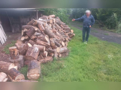 Ақмола облысында ағаш ұрлаған азамат ұсталды