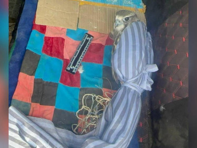 ШҚО-да Қызыл кітапқа енген құсты заңсыз алып жүрген тұрғын ұсталды