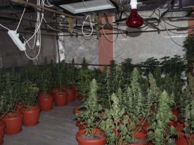 Қызылордада үй жағдайында есірткі өсірген 5 фитозертхана анықталды