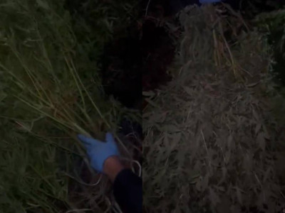 Қарағанды облысында ауқымды қарасора алқабы анықталды