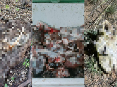 Қарағандыда браконьерлерден 120 келі бұғы еті тәркіленді