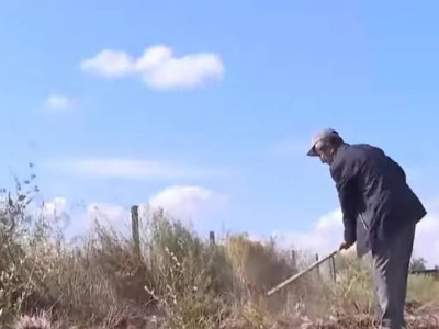 Ақтөбелік зейнеткер бос жерге 500 түп ағаш егіп, саябақ жасады