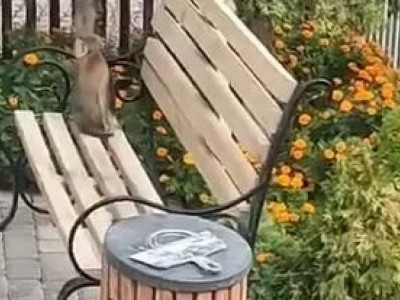 Тараз көшесінен маймыл табылды