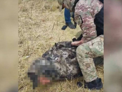 Елімізде астық ұрлығымен айналысқан 18 адам ұсталды