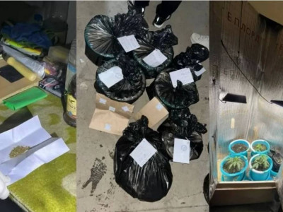 Оралда есірткі өсіретін жасырын фитозертхана жойылды