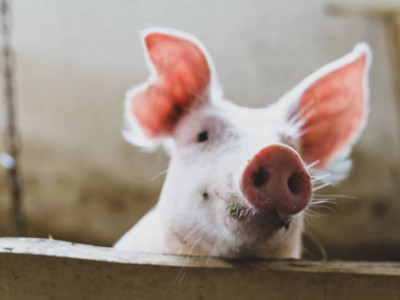 АҚШ-та адам шошқаның бүйрегімен 271 күн өмір сүріп рекорд орнатты