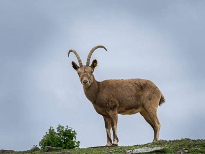 Павлодар облысында Сібір елігін атқан төрт адам сотталды