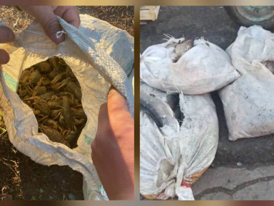 Батыс Қазақстанда 10 қап шаян аулаған азамат ұсталды