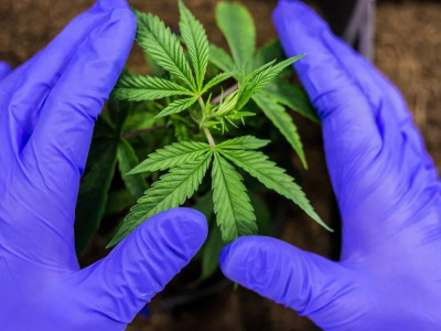 Қызылордада есірткі өсірген 47 адам ұсталды