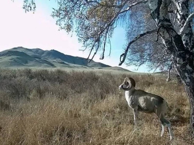 Қарағанды облысында Қызыл кітапқа енген арқар фототұзаққа түсті