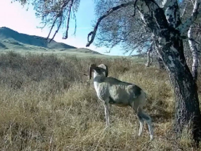 Қазақстан даласында сирек кездесетін арқар фототұзаққа түсіп қалды