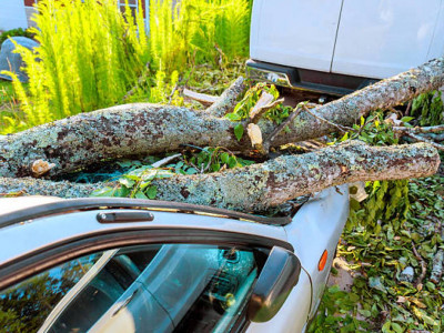 Тараз тұрғыны көлігіне құлаған ағаш үшін 1 млн теңге өтемақы өндіріп алды