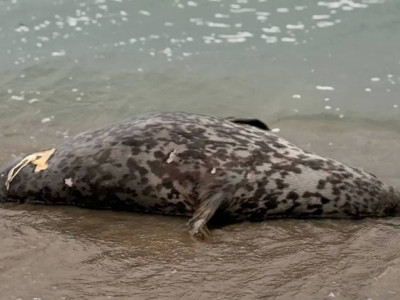 Каспий жағалауынан итбалықтардың өлекселері табылды