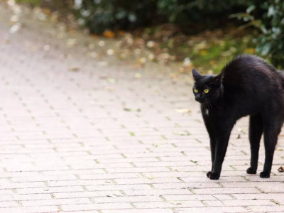 Маңғыстауда қаңғыбас мысық тістеген әйел көз жұмды