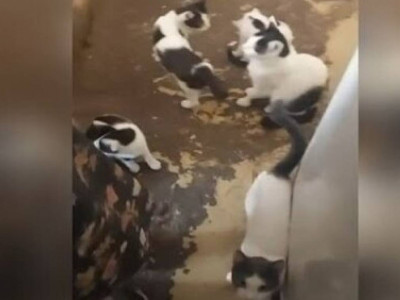 «Үйін көріп шошыдым»: Алматылық зейнеткер бір бөлмелі пәтерінде 20-ға жуық мысық асыраған