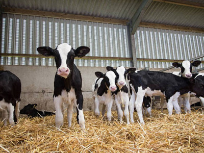 Жамбылда 20 жастағы жігіт біреудің 10 бұзауын ұрлап, сатып жіберген