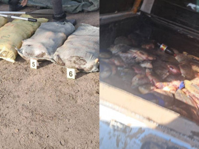 Павлодар облысында 300 келіге жуық балықты заңсыз аулаған азамат ұсталды