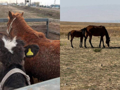 Жамбыл облысында мал ұрлығымен айналысқан қылмыстық топ ұсталды