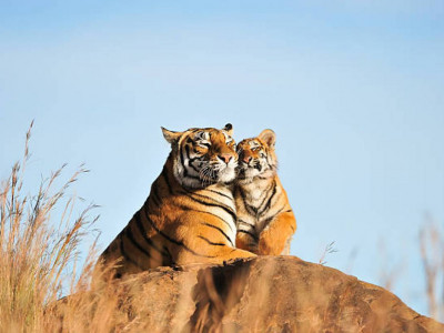 2026 жылы елімізге Ресейден 3-4 жолбарыс әкелінбек