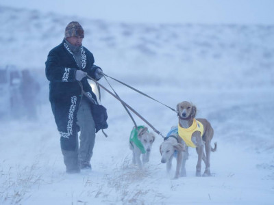 Астанада «Қазақы тазы» тұқымына арналған аңшылық сынақтар өтті