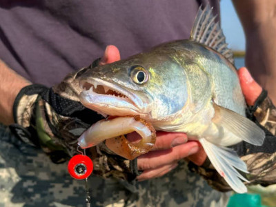 «Құны – 254 млн теңге»: Қызылордада шенеуніктер 75 тонна көксеркені заңсыз экспорттаған