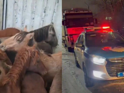 Қарағанды облысында жүк көлігіне ұрланған 45 жылқыны тиеп алған жүргізуші ұсталды