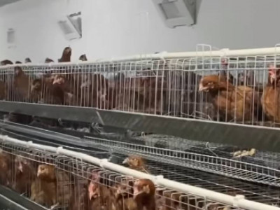 Жаңаөзен қаласында шағын құс фермасы іске қосылды