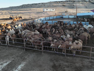 Маңғыстау облысында түйе сүтін өндіретін заманауи цех ашылды