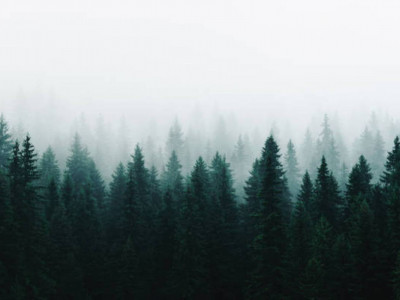 Жетісуда 9 мың гектар жер орман қорына берілді