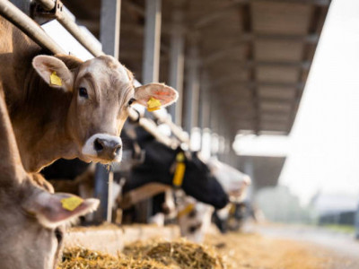 Мал шаруашылығының әлеуетін барынша пайдалану қажет – Мемлекет басшысы