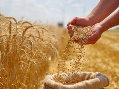 Президент жасанды интеллект көмегімен бидай қорын есепке алатын жүйе құруды тапсырды