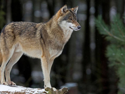 Желіде Маңғыстау маңындағы аралда жүрген қасқырлардың видеосы тарады