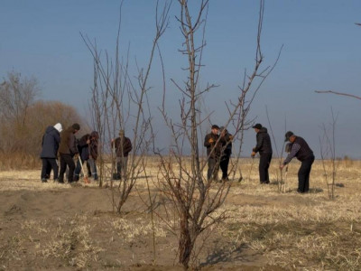 «Таза Қазақстан»: Жаркентте 7 000 көшет отырғызылды