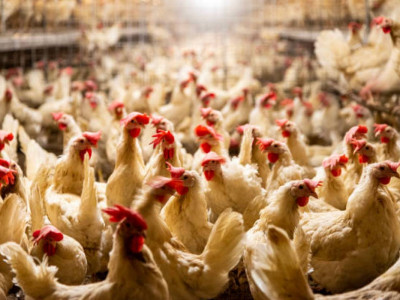 Қазақстанға Ресейден 20 тонна құс еті заңсыз өткізілмек болған