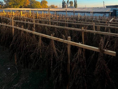 ҰҚК 15 адамды тұтқындап, 622 келі есірткі тәркіледі