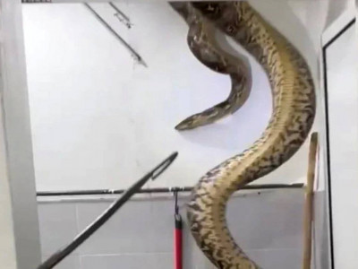 Малайзияда салмағы 60 келі жылан тұрғын үйдің ішінен табылды