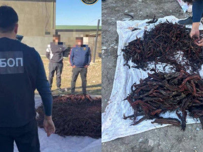 Түркістан облысында Қызыл кітапқа енген өсімдіктерді заңсыз жинағандар ұсталды