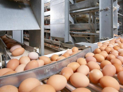 Ресейден Қазақстанға заңсыз 63 мың жұмыртқа өткізілмек болған