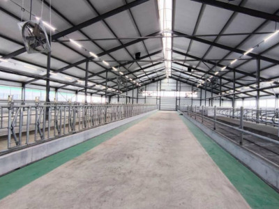 Қостанай облысында 1200 бас малға арналған сүт-тауарлы ферма іске қосылды