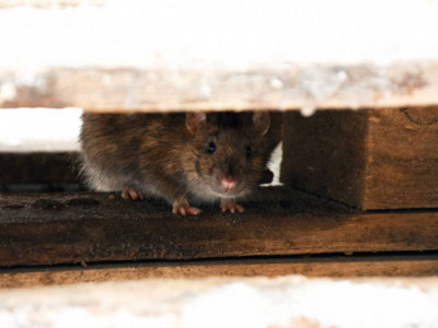 35 күн бойы егеуқұйрық жеген қыз 14 келі салмақ тастаған