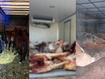 Шығыс Қазақстанда мал ұрылары ұсталды