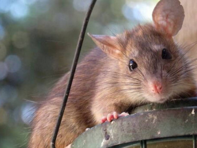 «Үйлердің іші сасып кеткен»: Атырау облысы Махамбет ауданында тышқан қаптады