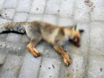 Маңғыстауда түлкі оқушыларға шапқан