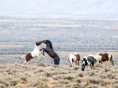 Ұлытау облысында ұрланған жүзге жуық мал иесіне қайтарылды