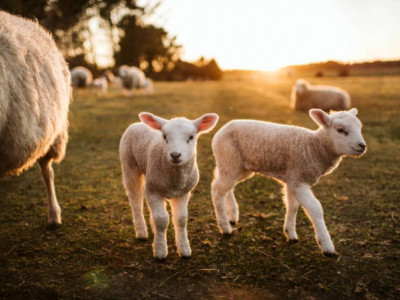 Мемлекет басшысы Үкіметке ауыл экономикасын жандандыру үшін нақты ұсыныстар әзірлеуді тапсырды