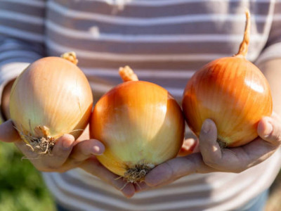 Жамбыл облысы пияз экспорты бойынша көш бастап тұр