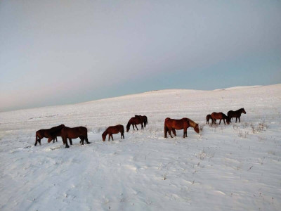 Павлодар облысында малын қараусыз жіберген 2 мыңға жуық адам жауапқа тартылды