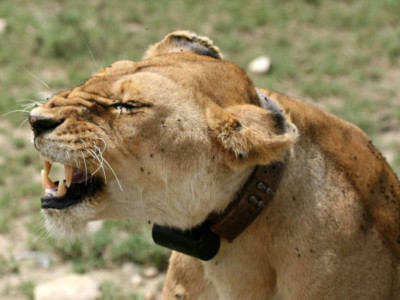 Зообақтағы арыстан жас жігітті жарып тастады (ВИДЕО)