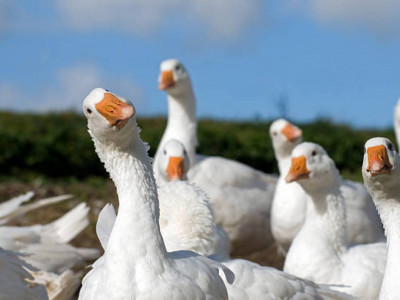 Солтүстік Қазақстан облысында 7 мыңға жуық қаз қырылып қалды