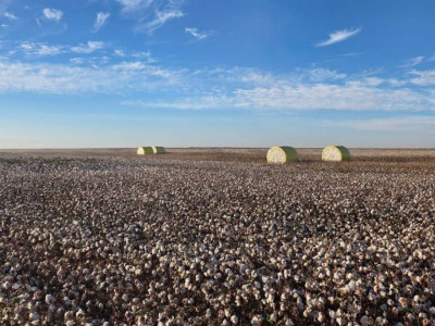 Үкімет Түркістанда ірі мақта өңдеу кешенін құру жобасын мақұлдады